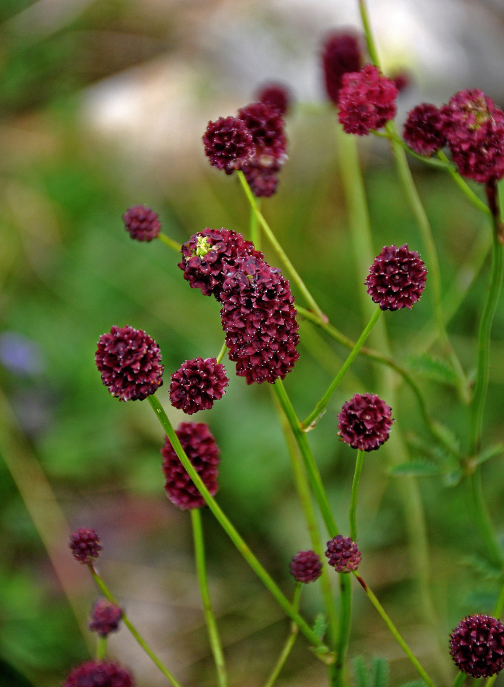 Plant Image